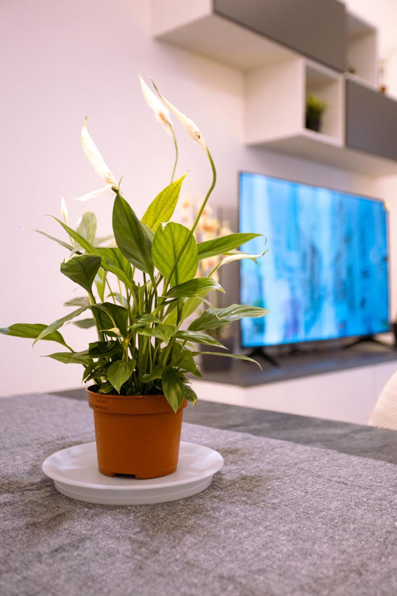 Song House Apartment Centro Storico 7 Pax Napoli Eksteriør billede